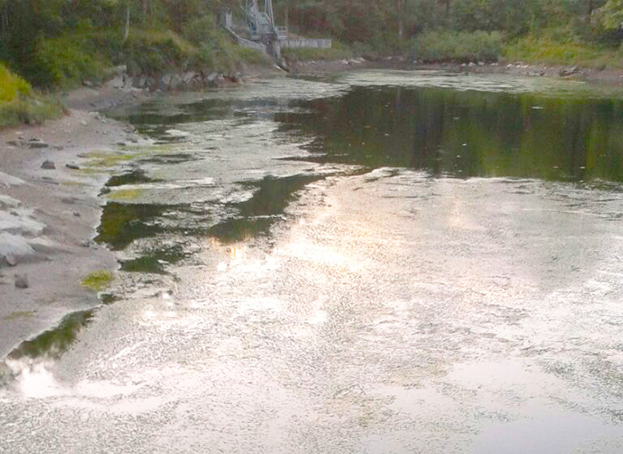Il lago di Onzo infestato dalla 'Peste dei canali'. Preioni: “Verificare il depuratore di Druogno”