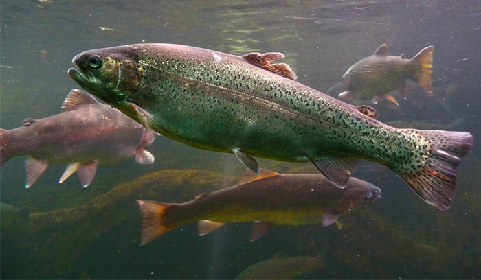 Centinaia di trote morte, microfauna cancellata nel rio Loana. 300 m. di calcestruzzo sul fondale. Sequestro