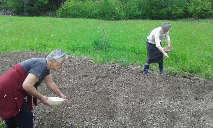 L'Ossola ripianta la canapa, a luglio il raccolto