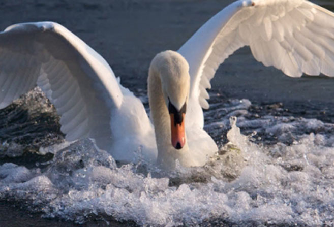 Cigno impigliato nella rete salvato dai pompieri