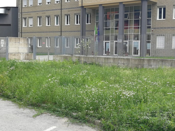 Il Pd denuncia la mancata cura della città e del verde ad Omegna. Fotogallery